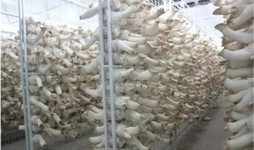 菌菇種植方艙：讓菌菇種植告別“靠天吃飯”